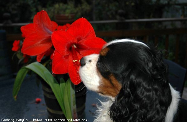 Photo de Cavalier king charles spaniel