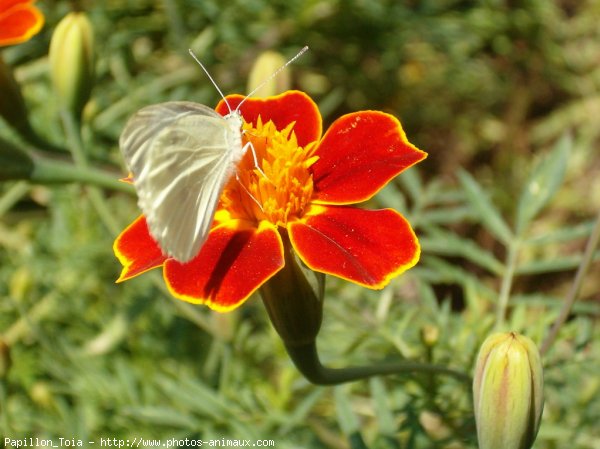 Photo de Papillon