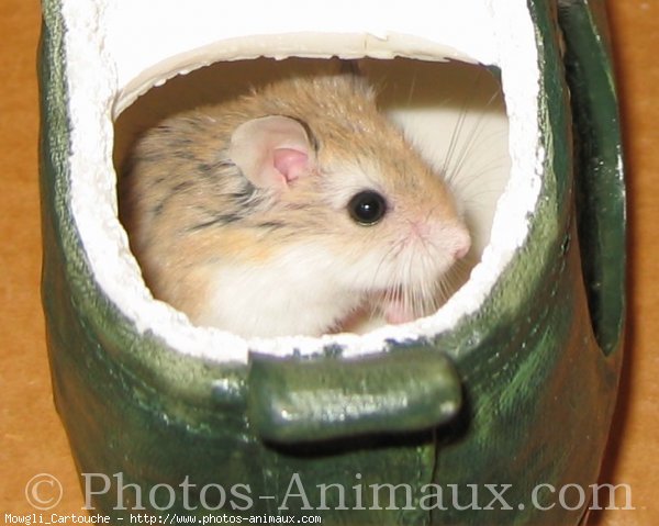 Photo de Hamster