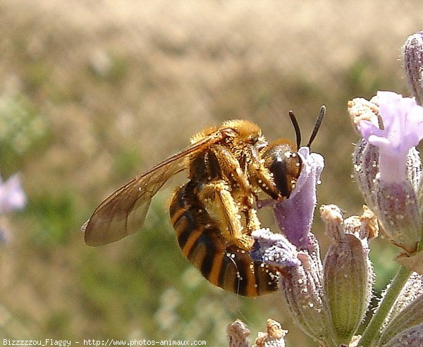 Photo d'Abeille