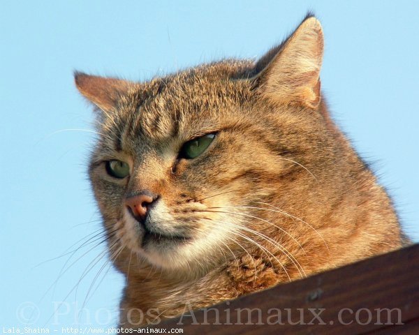 Photo de Chat domestique