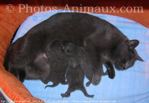 Photo de Chartreux