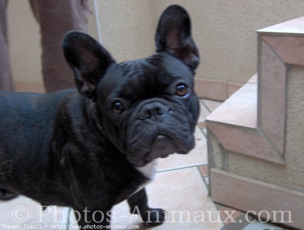 Photo de Bouledogue franais