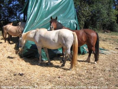 Photo de Races diffrentes