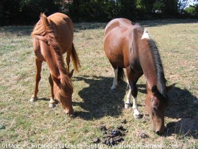 Photo de Races diffrentes