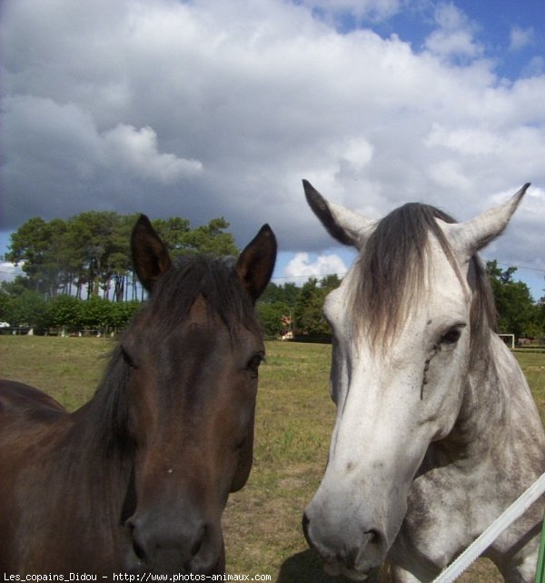 Photo de Races diffrentes