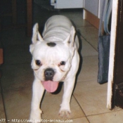 Photo de Bouledogue franais