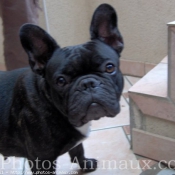 Photo de Bouledogue franais