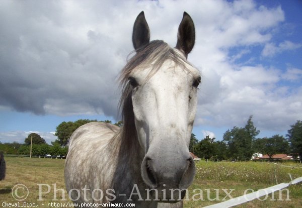 Photo de Poney franais de selle