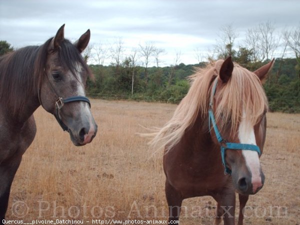 Photo de Races diffrentes