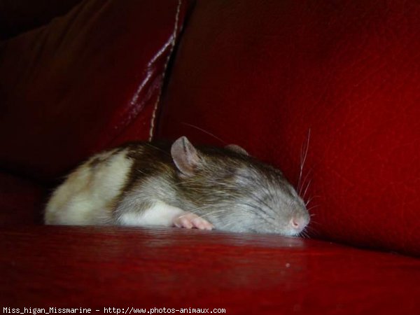 Photo de Rat