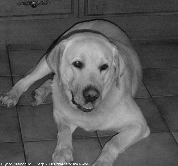 Photo de Labrador retriever