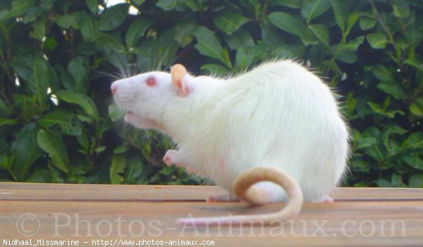 Photo de Rat