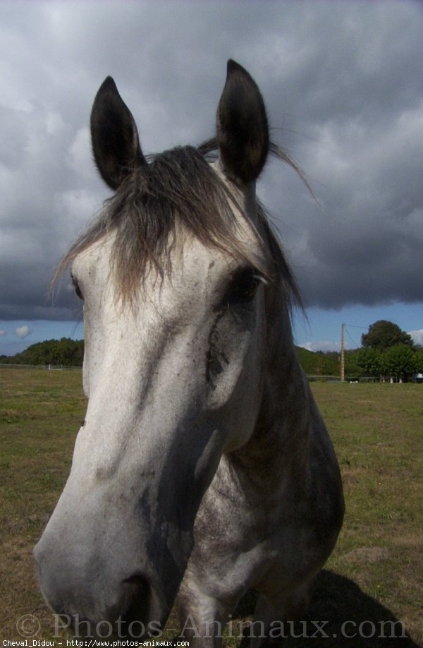 Photo de Poney franais de selle