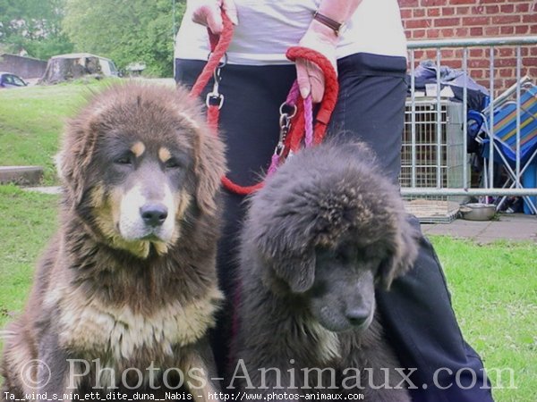 Photo de Dogue du tibet