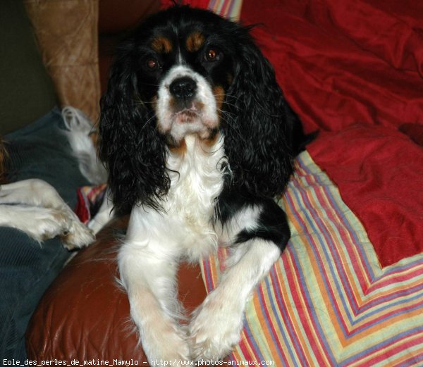 Photo de Cavalier king charles spaniel