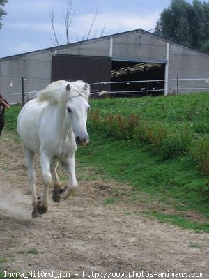 Photo de Camargue