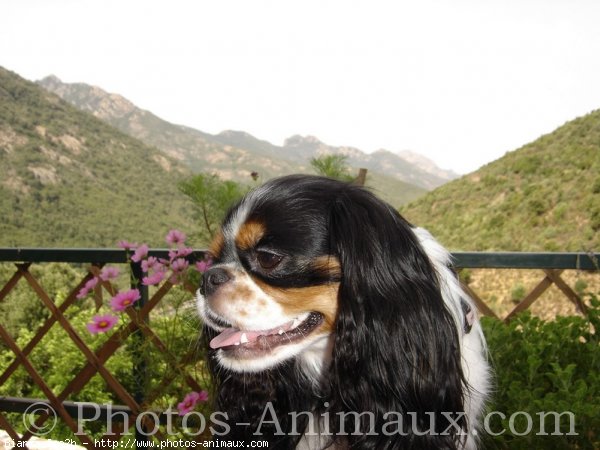 Photo de Cavalier king charles spaniel