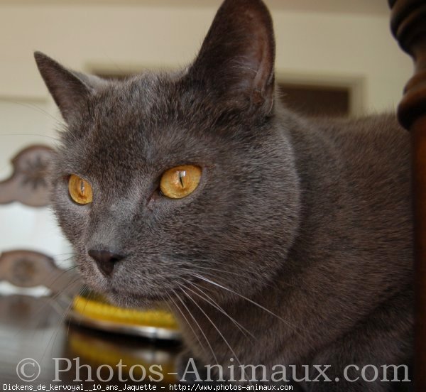 Photo de Chartreux