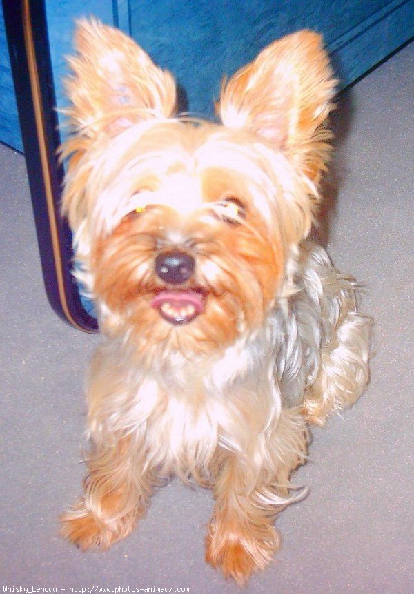 Photo de Yorkshire terrier