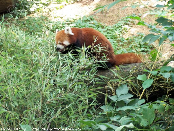 Photo de Panda roux