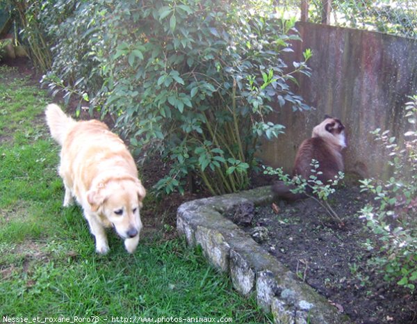 Photo de Golden retriever