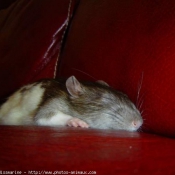 Photo de Rat