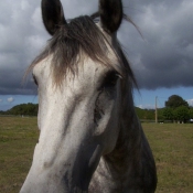 Photo de Poney franais de selle