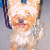 Photo de Yorkshire terrier