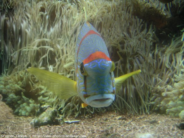 Photo de Poissons exotiques