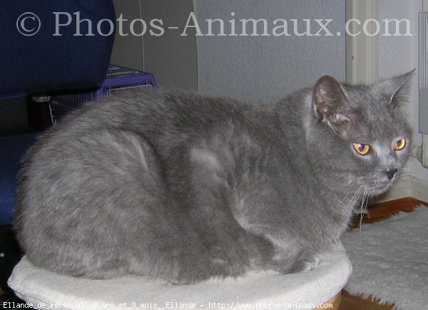 Photo de Chartreux