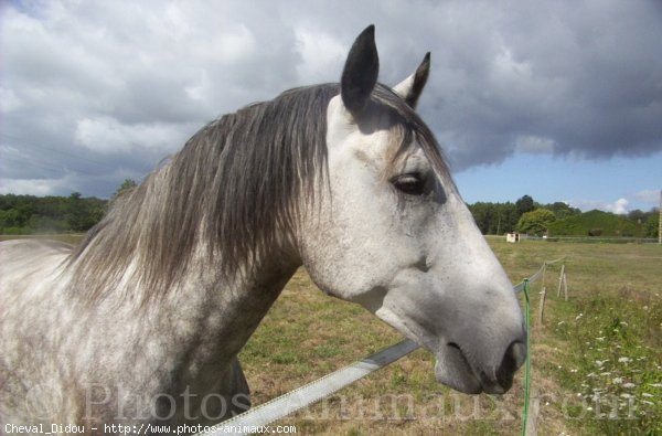 Photo de Poney franais de selle