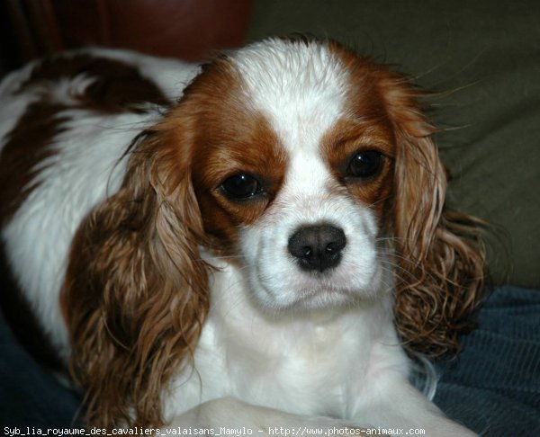 Photo de Cavalier king charles spaniel