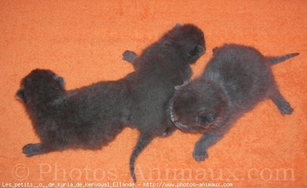 Photo de Chartreux