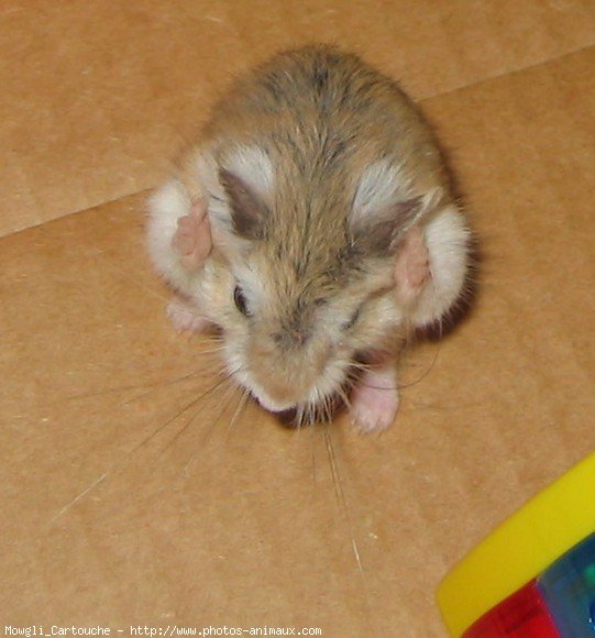 Photo de Hamster