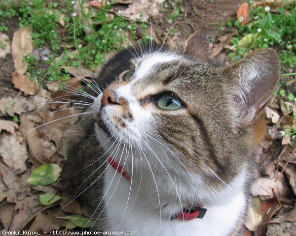 Photo de Chat domestique