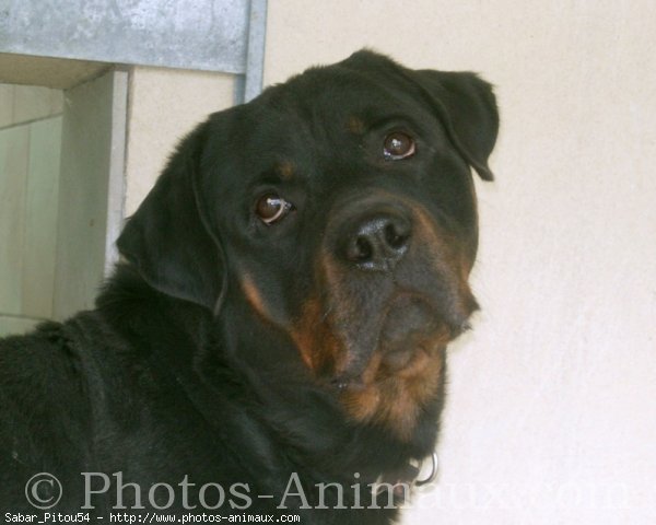 Photo de Rottweiler