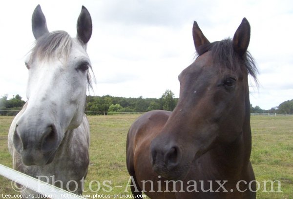 Photo de Races diffrentes