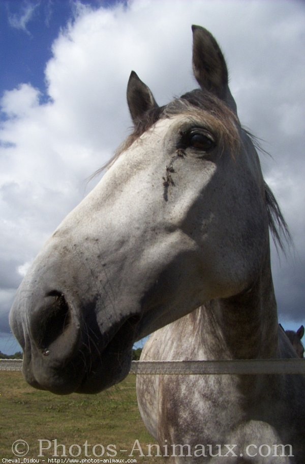 Photo de Poney franais de selle