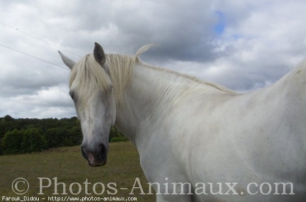 Photo d'Anglo-arabe