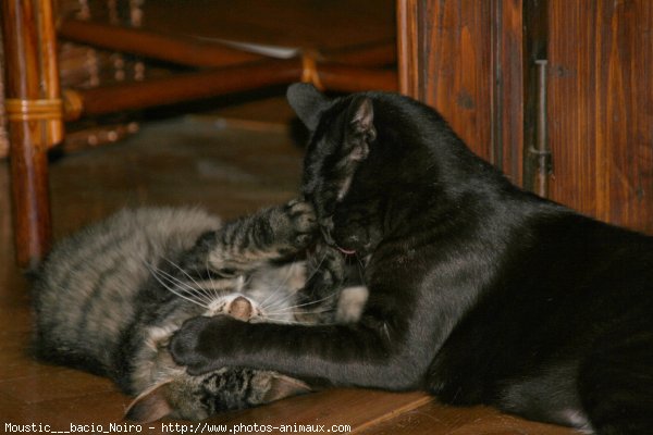 Photo de Races diffrentes