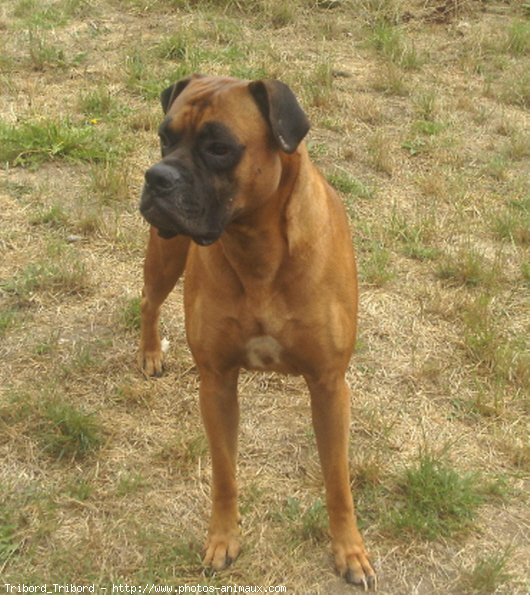 Photo de Boxer