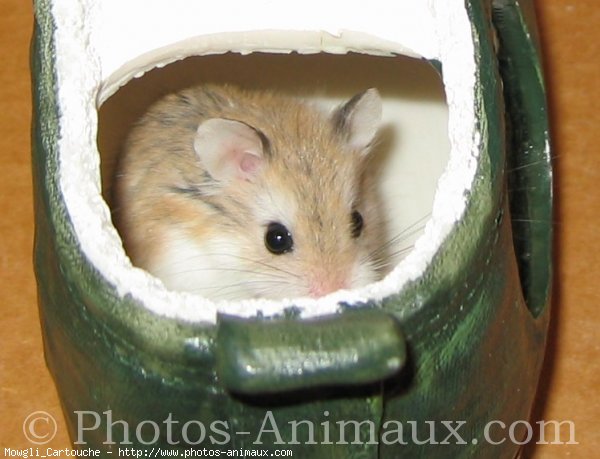 Photo de Hamster