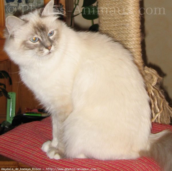 Photo de Sacr de birmanie