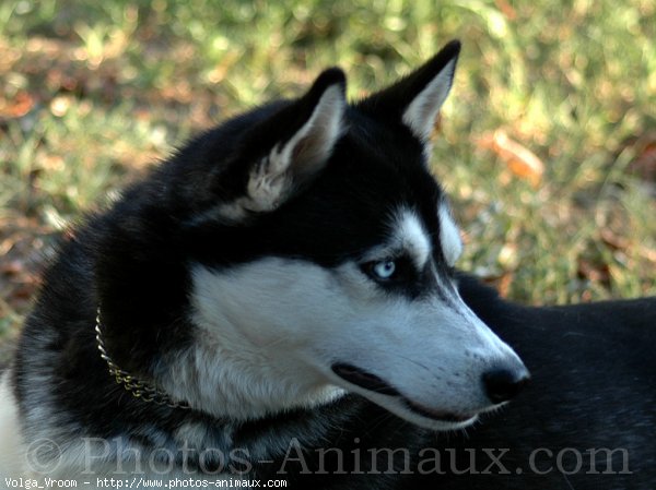 Photo de Husky siberien