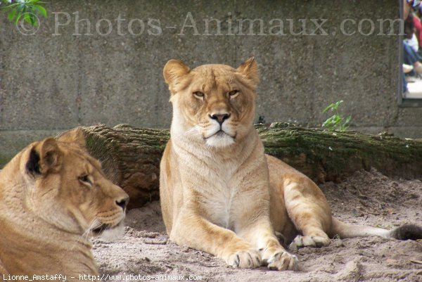 Photo de Lion