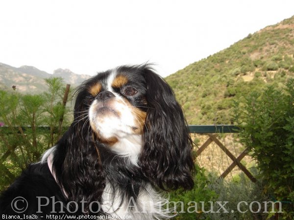 Photo de Cavalier king charles spaniel