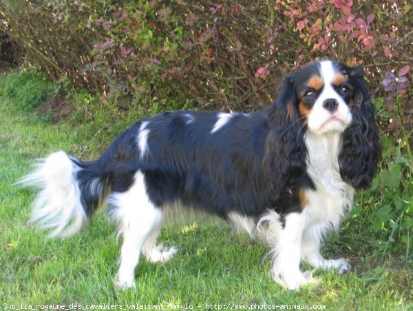 Photo de Cavalier king charles spaniel