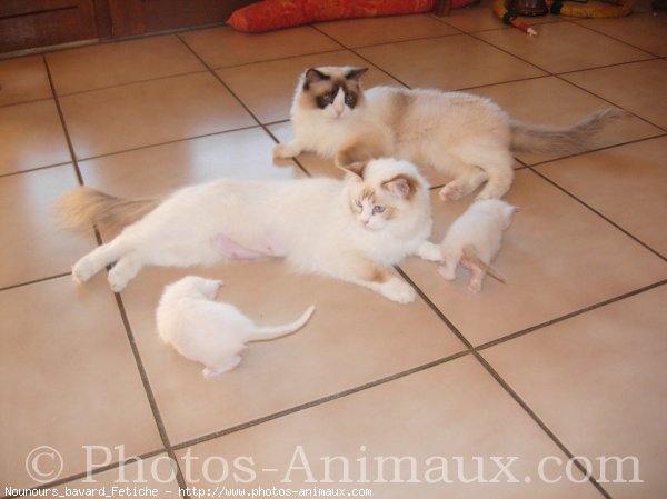 Photo de Ragdoll