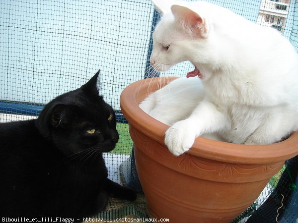 Photo de Chat domestique